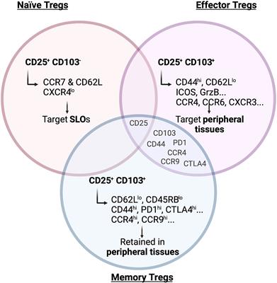 Moving to the Outskirts: Interplay Between Regulatory T Cells and Peripheral Tissues